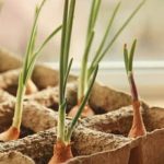 Grass Seed Blankets for Vegetable Gardens Cover the soil with Grass Seed Blankets for Vegetable Gardens to promote healthy growth