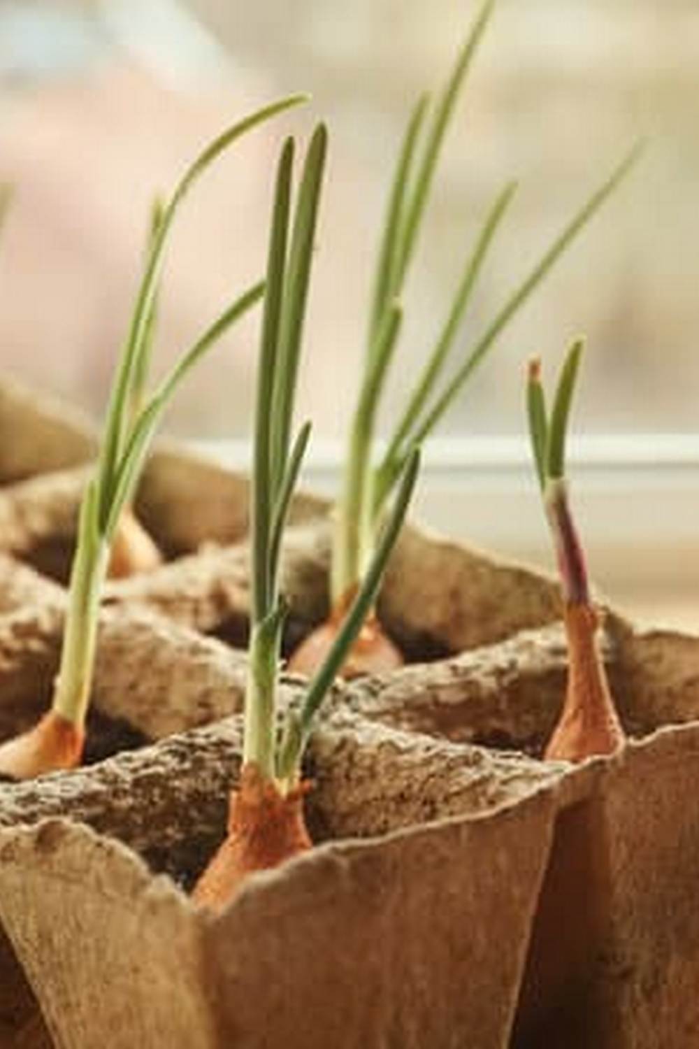 Cover the soil with Grass Seed Blankets for Vegetable Gardens to promote healthy growth
