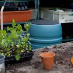 Natural bug repellent plants for vegetable gardens - PLANTS TO DETER BUGS - keep your garden pest-free