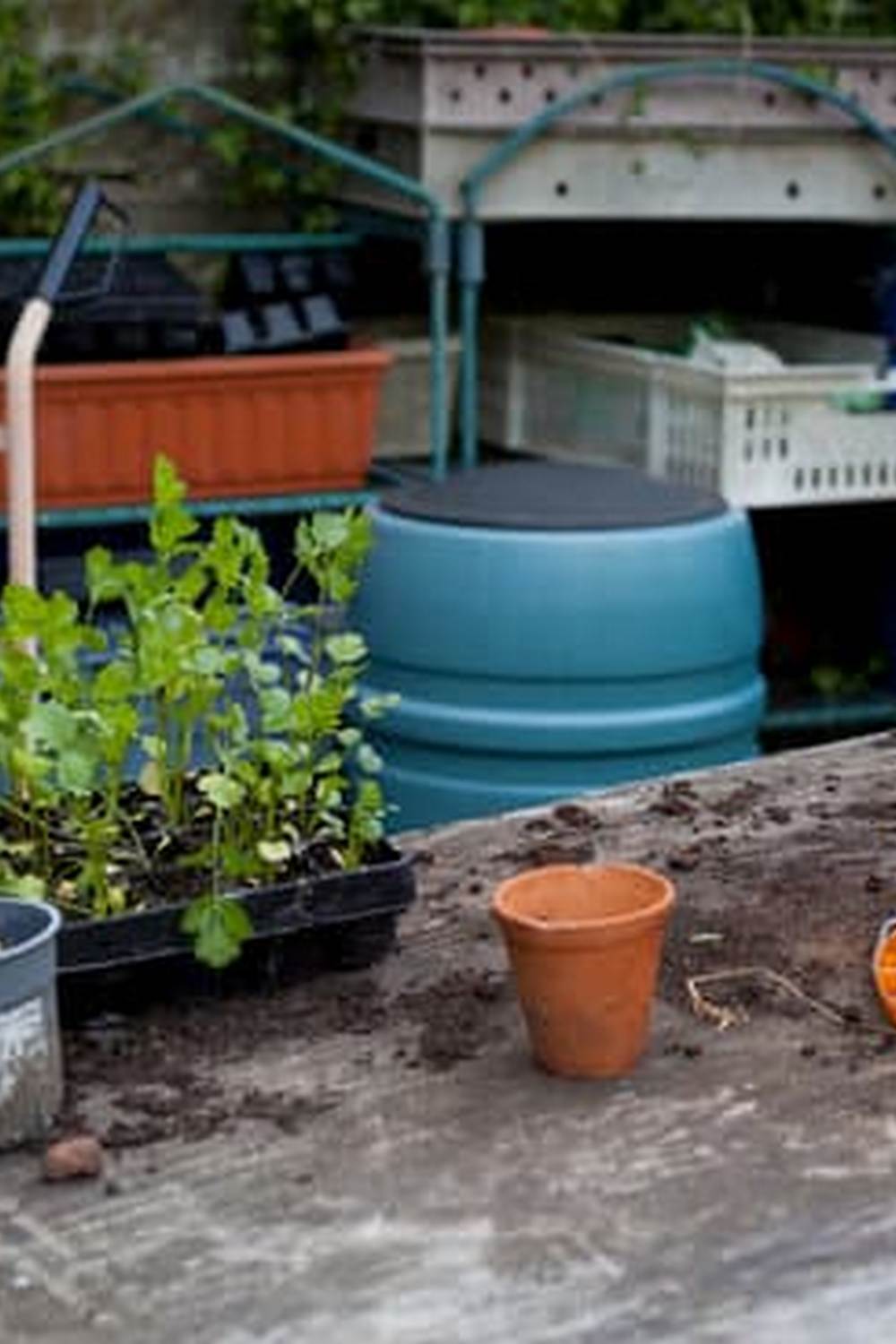 Natural bug repellent plants for vegetable gardens - PLANTS TO DETER BUGS - keep your garden pest-free