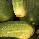 Vibrant gardening of blackland prairie fruits and vegetables showcasing diverse produce and sustainable practices