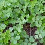 organic tomatoes, cucumbers, and zucchinis for your home garden