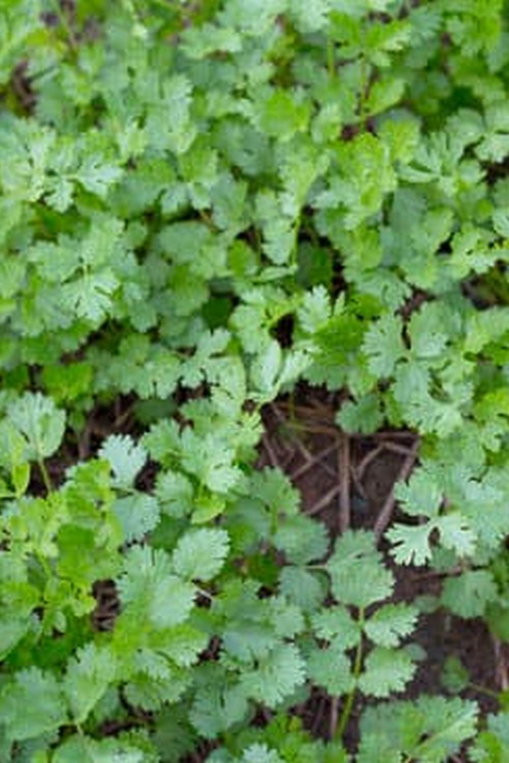 organic tomatoes, cucumbers, and zucchinis for your home garden
