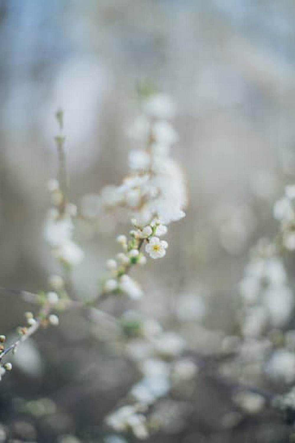 Boost soil health with marigolds in vegetable gardens for pest control and vibrant blooms