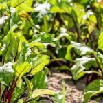 Low-maintenance weed-free vegetable gardens for hassle-free harvesting and gardening enjoyment