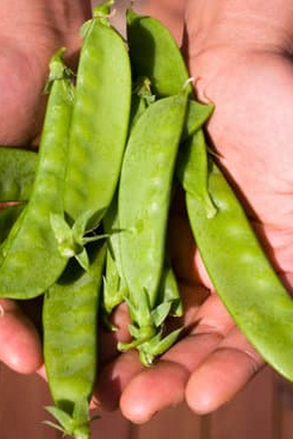 Step-by-step guide to growing your own fresh produce at home