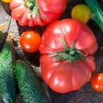 Durable weed barrier ideal for protecting vegetable gardens from unwanted growth