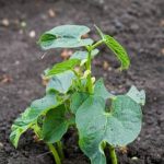 organic neem oil spray for natural pest control