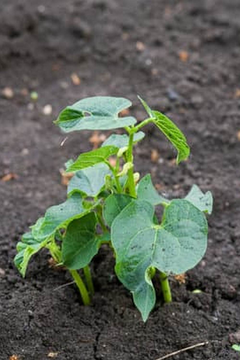 organic neem oil spray for natural pest control