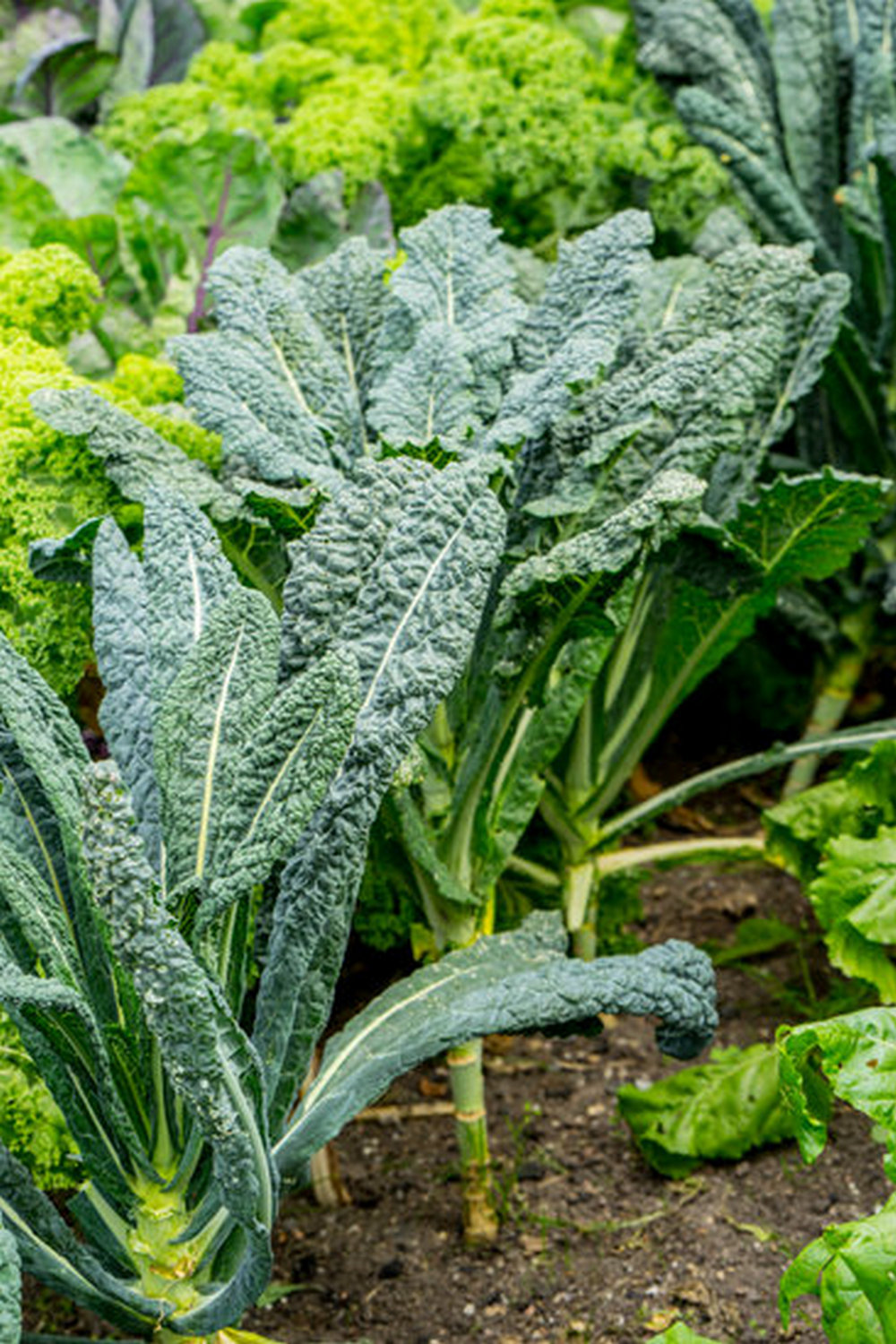 tomatoes, peppers, herbs. WHAT VEGETABLES ARE BEST FOR CONTAINER GARDENING