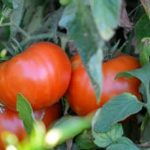 Find fresh flowers and vegetables for gardening at local farmers markets or nurseries near you