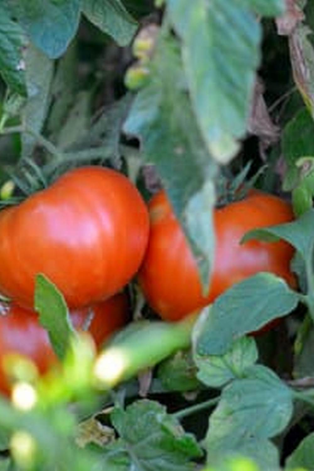 Find fresh flowers and vegetables for gardening at local farmers markets or nurseries near you