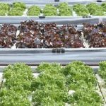 Using diatomaceous earth in vegetable gardens for natural protection against garden pests