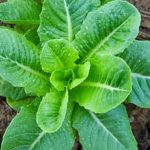 Boost growth with organic fertilizers for vegetable gardens, ensuring healthy and abundant produce