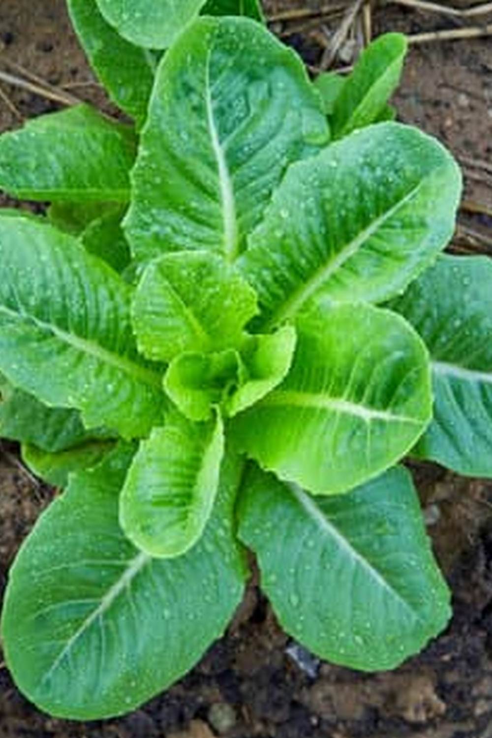 Boost growth with organic fertilizers for vegetable gardens, ensuring healthy and abundant produce