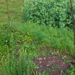 Grow your own veggies with Vertical Gardens Kits Vegetable - perfect for small spaces