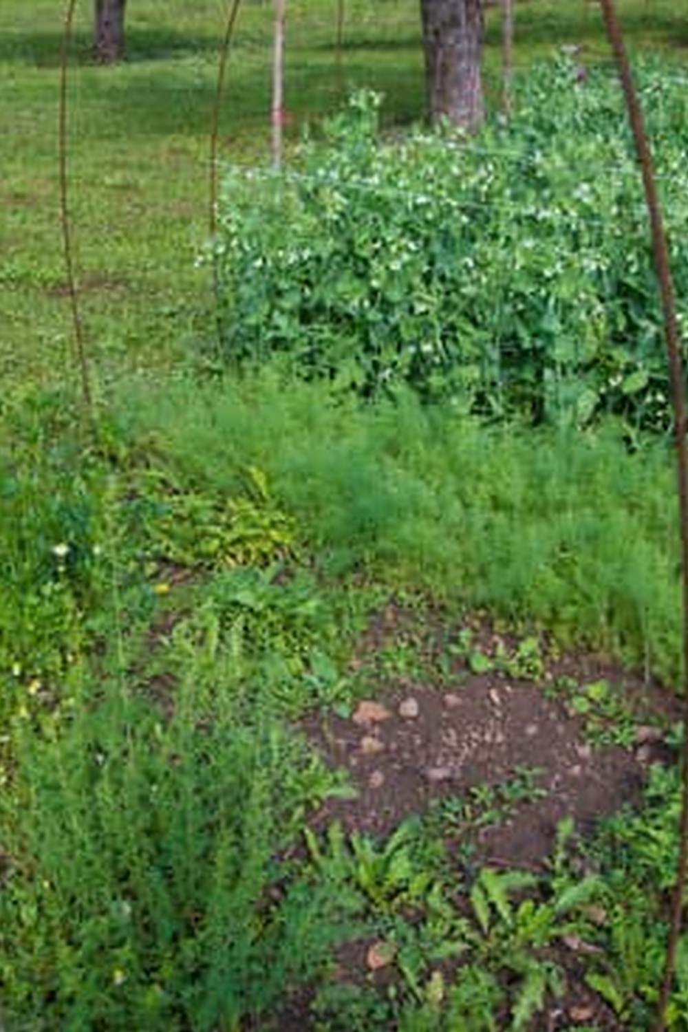 Grow your own veggies with Vertical Gardens Kits Vegetable - perfect for small spaces