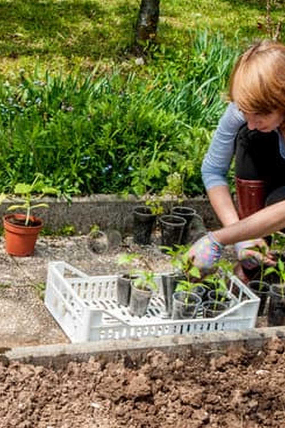 vegetable gardening calendar 2022