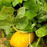 Organic fertilizer spikes for vegetables - JOBES EASY GARDENER 06028 50 Pack - nutrient-rich solution for garden