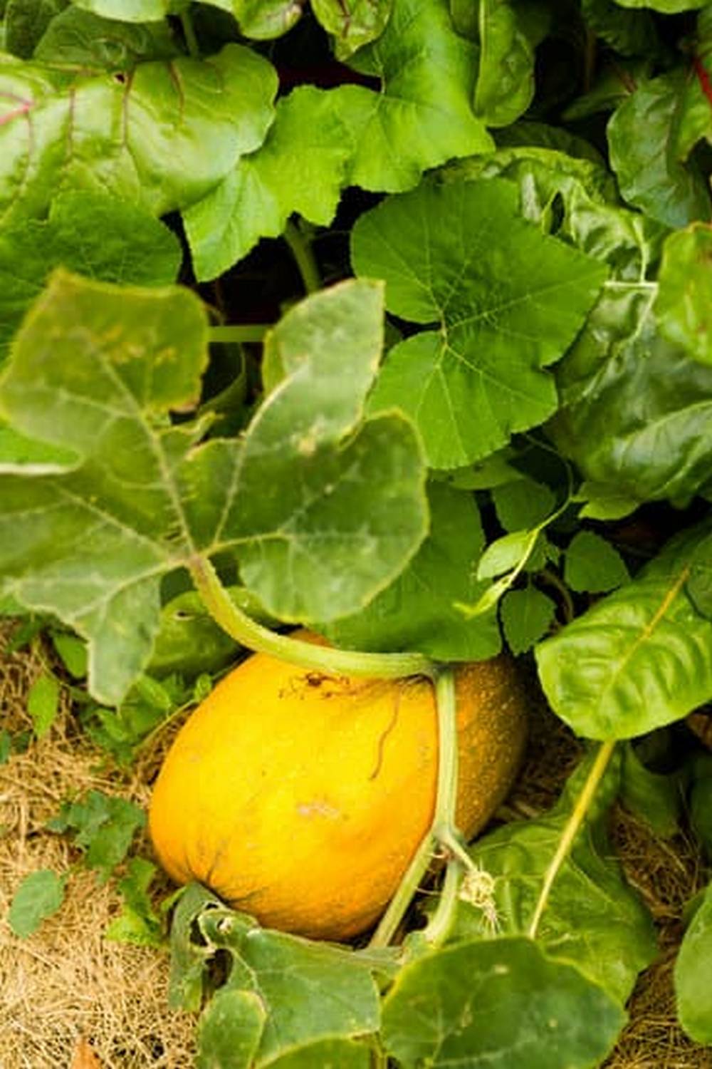 Organic fertilizer spikes for vegetables - JOBES EASY GARDENER 06028 50 Pack - nutrient-rich solution for garden