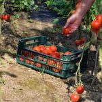 Explore diverse vegetable gardens in scenic New England landscapes