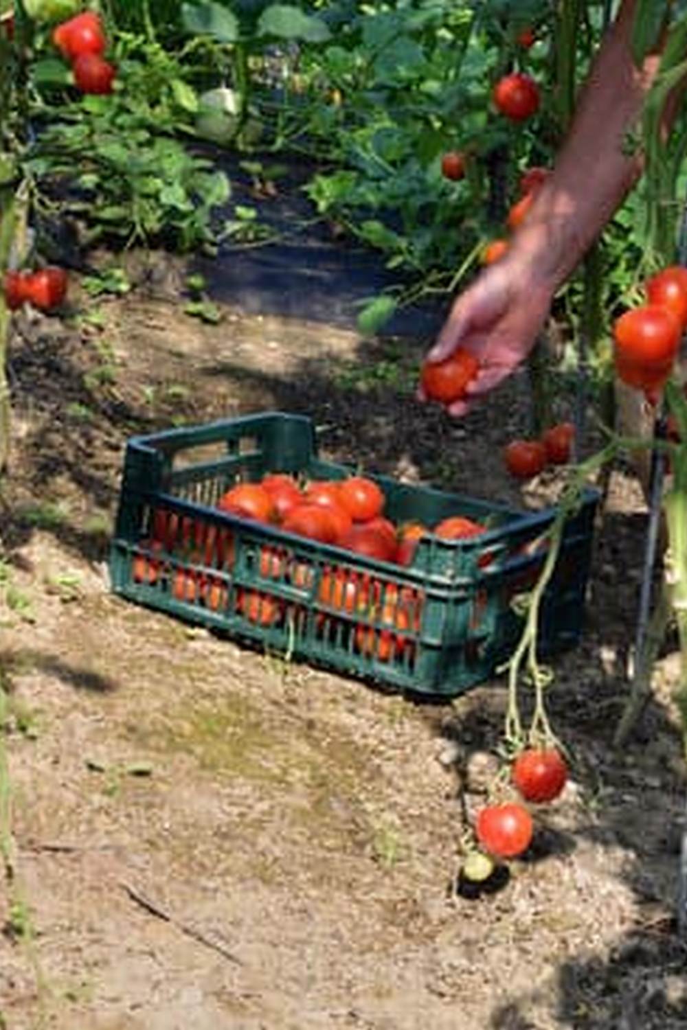 Explore diverse vegetable gardens in scenic New England landscapes