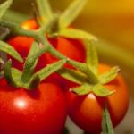 Optimal soil mix for successful vegetable container gardening