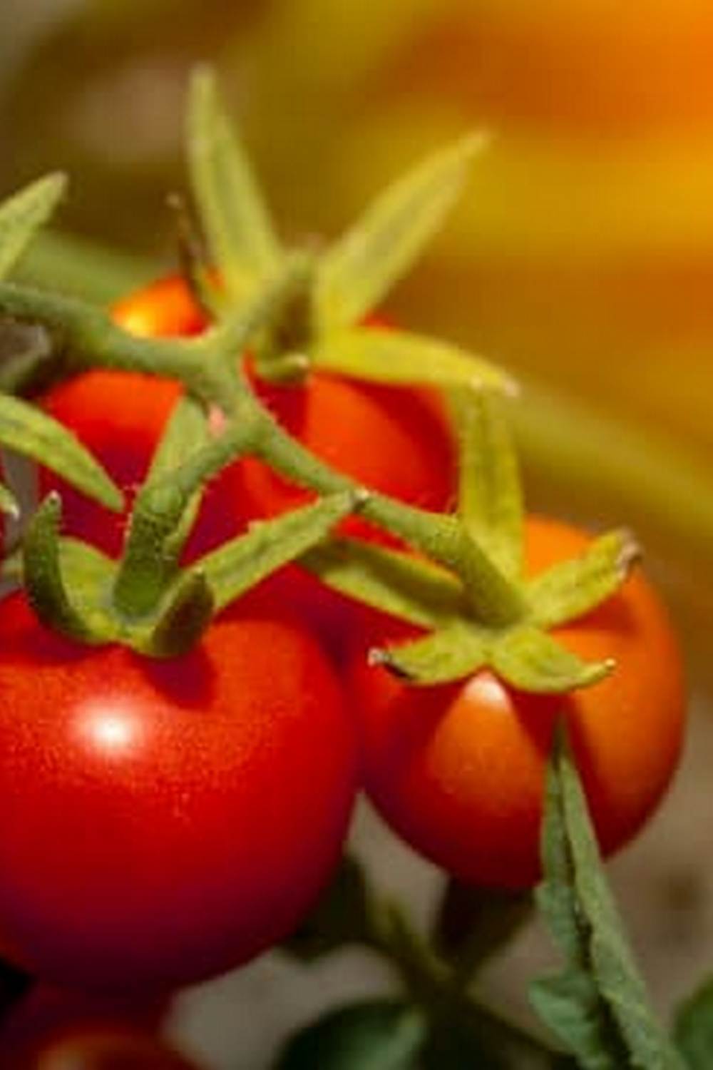 Best Soil for Vegetable Container Gardening 1 Optimal soil mix for successful vegetable container gardening