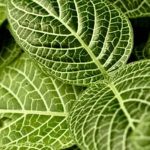 Nutrient-rich Cedar Mulch ideal for thriving Vegetable Gardens, optimizing soil health and plant growth