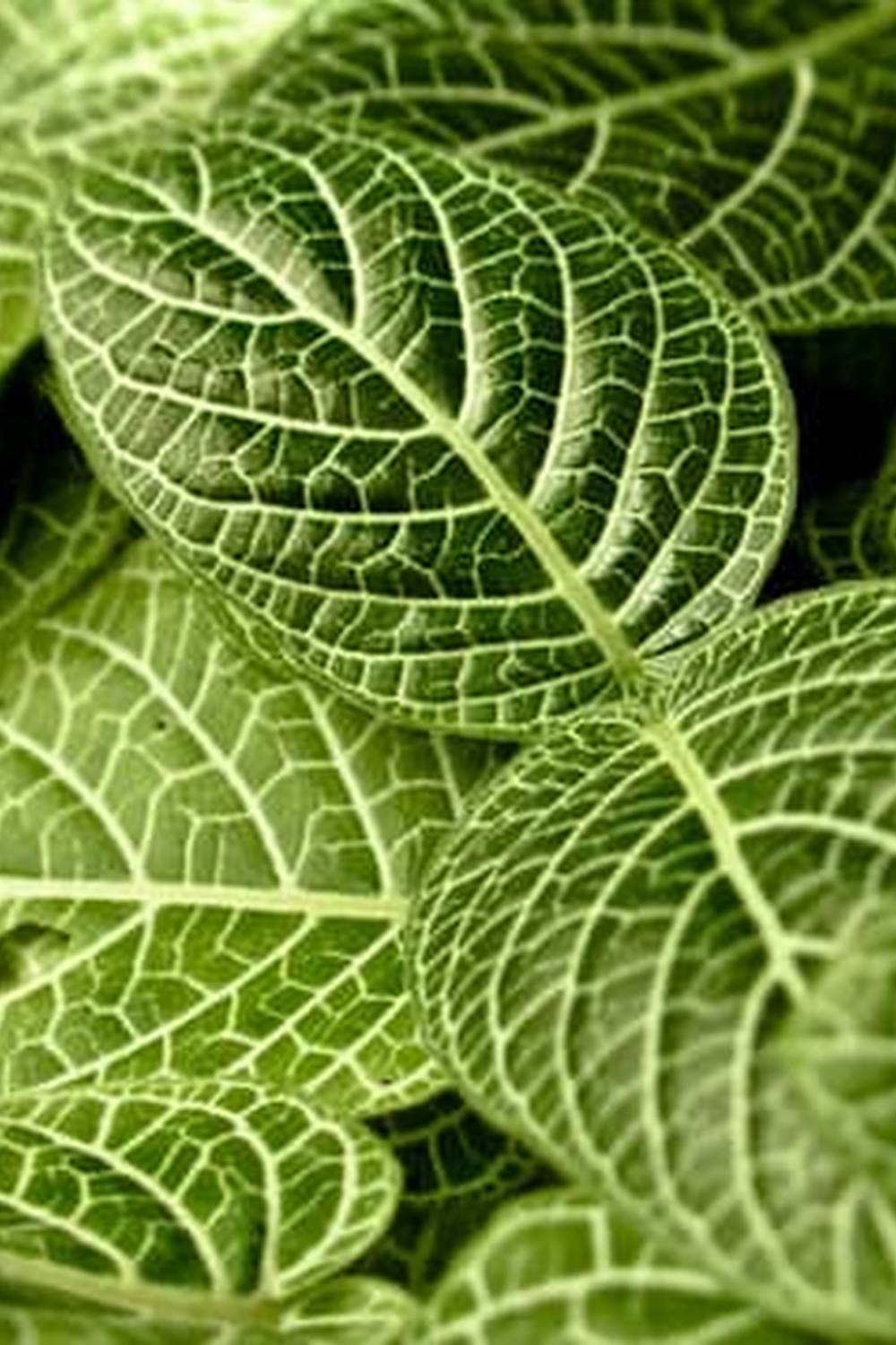 Nutrient-rich Cedar Mulch ideal for thriving Vegetable Gardens, optimizing soil health and plant growth