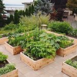 Beautiful raised bed vegetable garden photos showcasing variety of crops and garden layouts