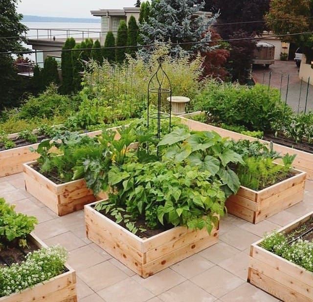 Beautiful raised bed vegetable garden photos showcasing variety of crops and garden layouts