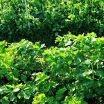 Enhance vegetable container garden with Jolly Gardener Organic Compost - ideal for healthy plant growth