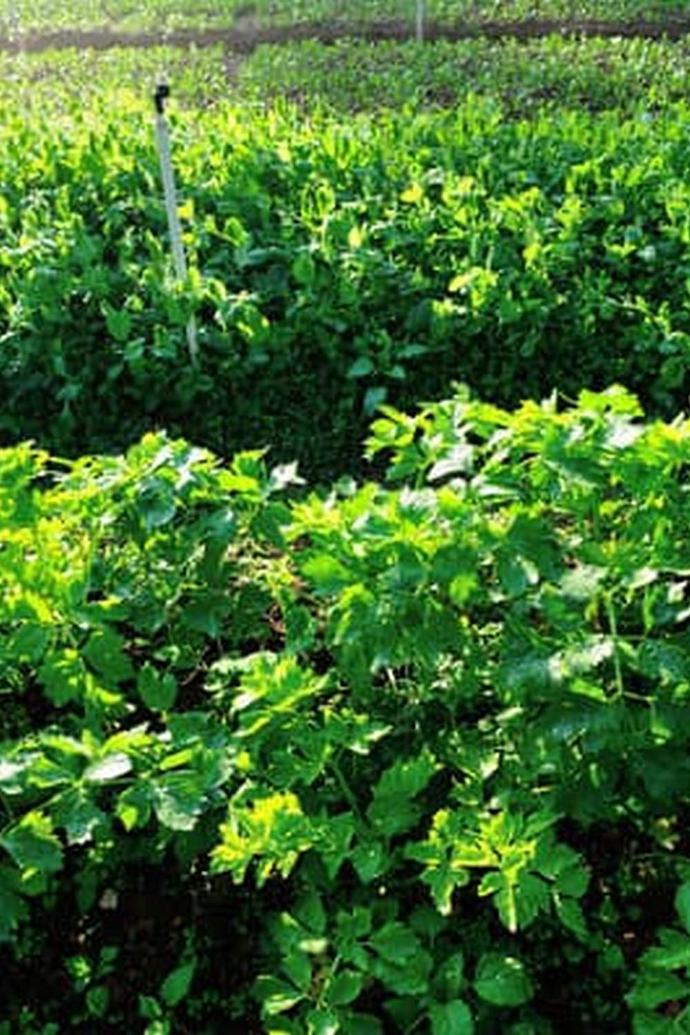 Enhance vegetable container garden with Jolly Gardener Organic Compost - ideal for healthy plant growth