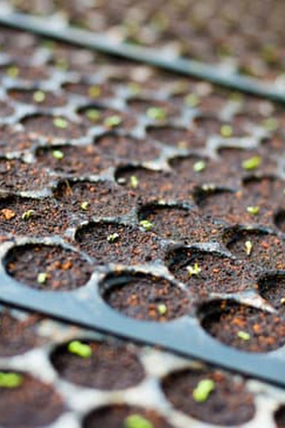 easy layouts for beginners with variety of veggies