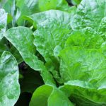 Explore various vegetable garden ideas on Pinterest.com