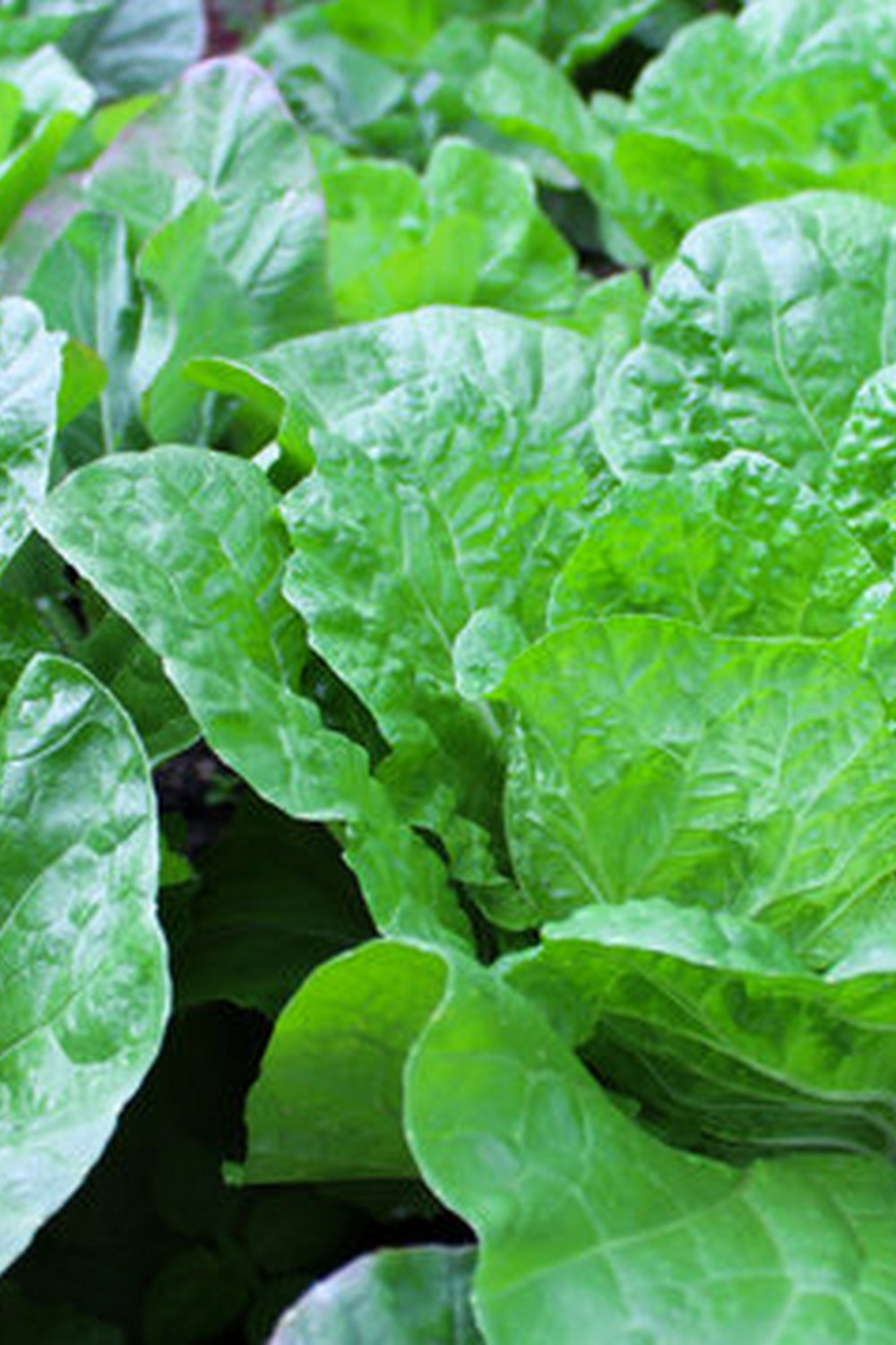 Explore various vegetable garden ideas on Pinterest.com