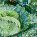 Broad-spectrum insecticide for vegetable gardens - Best Pesticide for Vegetable Gardens