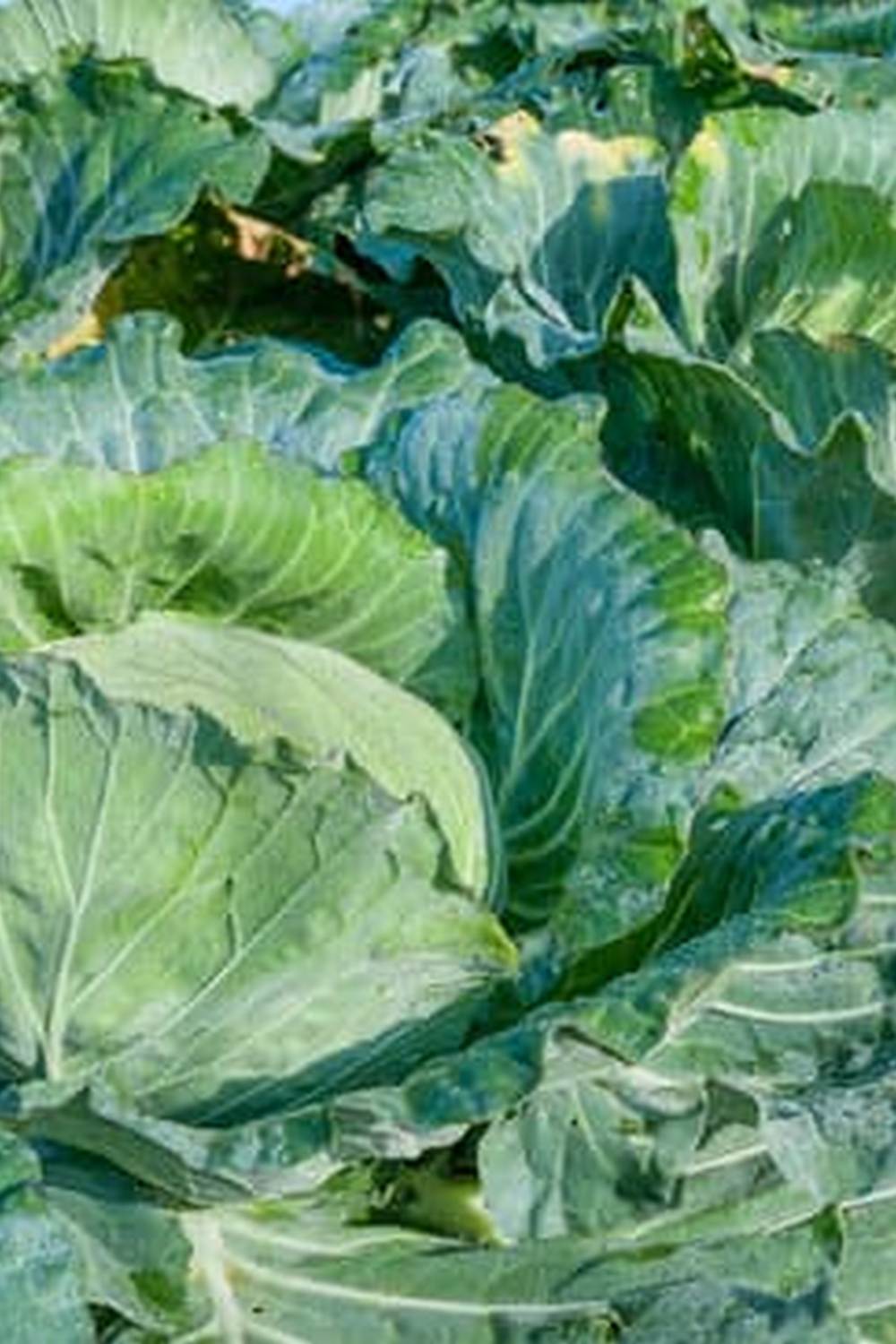 Broad-spectrum insecticide for vegetable gardens - Best Pesticide for Vegetable Gardens