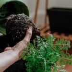 Vibrant vegetables in window box - perfect for window box vegetable gardens