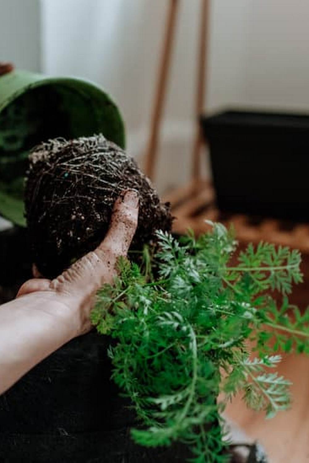 Vibrant vegetables in window box - perfect for window box vegetable gardens