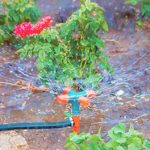 Discover expert EASY VEGETABLE GARDENING TIPS for beginners to grow their own produce successfully