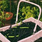 Explore stunning front and back yard vegetable gardens in vibrant pictures