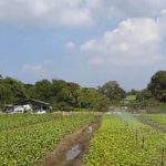 Vibrant vegetables grown in Lucerne Valley garden - LUCERNE VALLEY VEGETABLE GARDENING