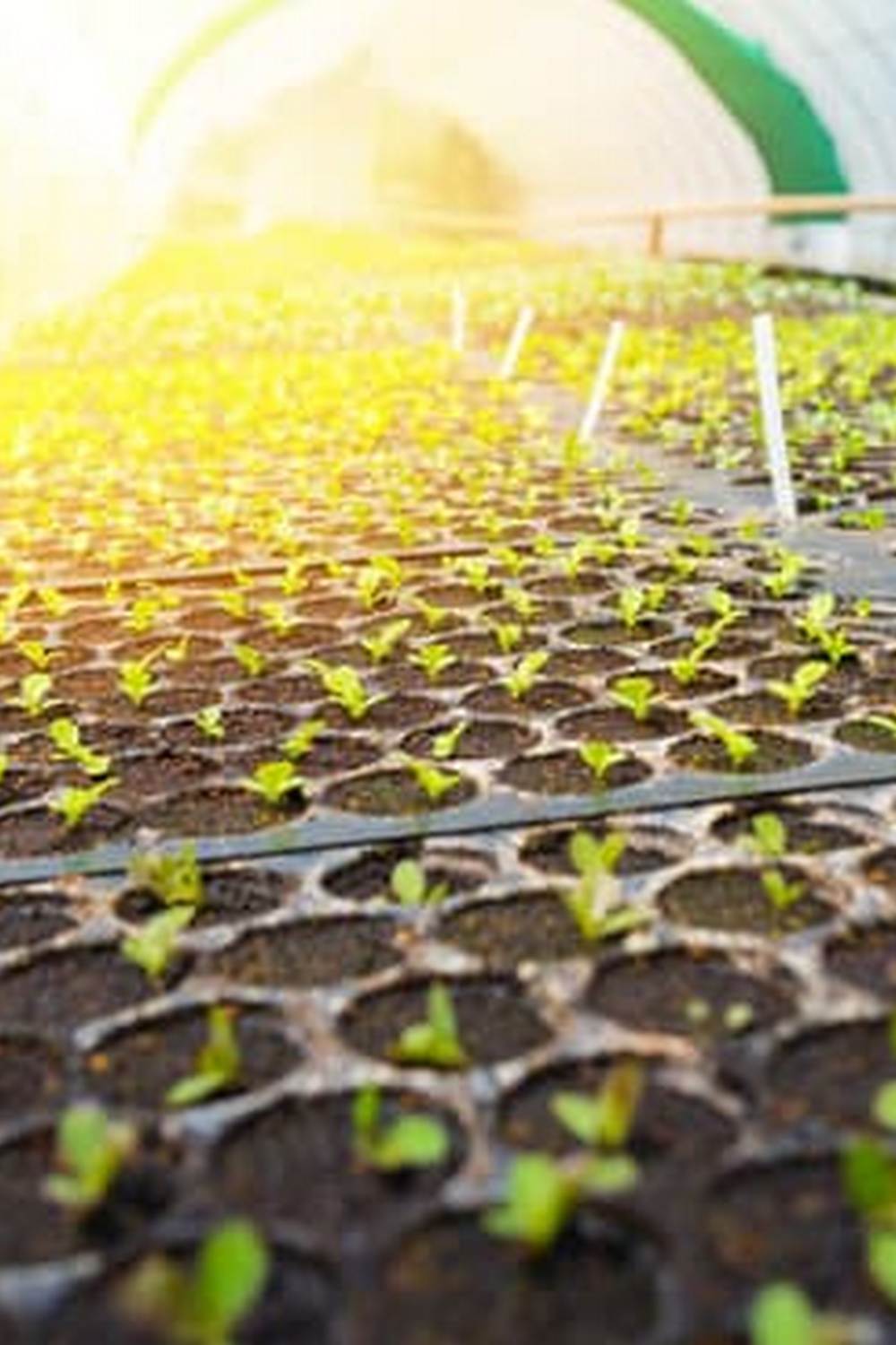 elevated beds, tiered planters, and terraced crops for success
