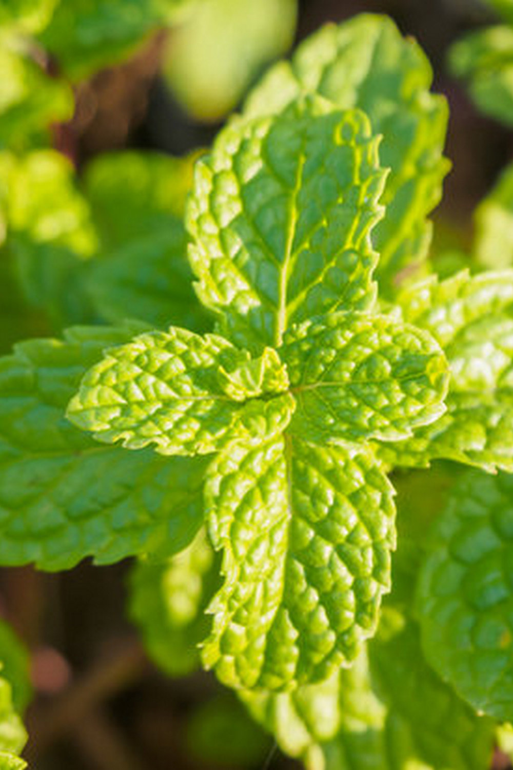 - Benefits of vegetable gardening include sustainability, fresh produce, and improved health. Why is vegetable gardening important