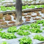 Lush vegetable garden in Ontario, Canada showcasing diverse crops and sustainable methods