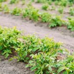 Choose organic alternatives to keep your plants healthy without harmful chemicals