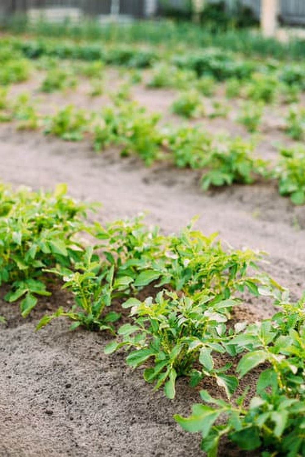 Choose organic alternatives to keep your plants healthy without harmful chemicals