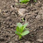 Alpaca manure for vegetable gardens - natural, nutrient-rich soil amendment option